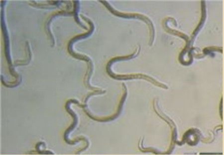 夏季这种猪易发的人畜共患病，25张实图帮你鉴别！