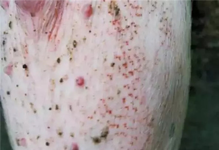 夏季有三种病，99%的猪场都发生过！