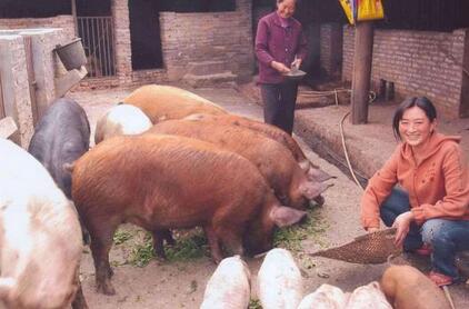 任性，猪价又开始下跌，屠企压价真的这么嚣张吗……