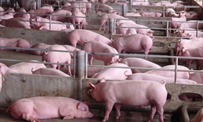 厉害！看牧原、雏鹰这些大企业如何让净利润逆势上扬