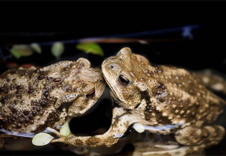 癞蛤蟆虽丑，但入药治疗多种猪病，效果不在话下