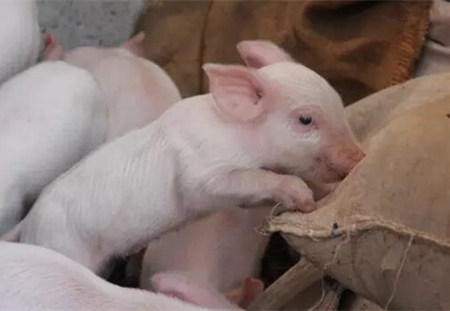 夏季产房仔猪腹泻多发控制要点