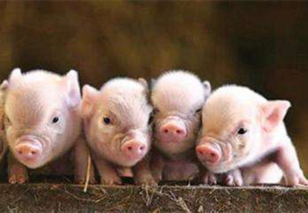 生猪常见的几种胃肠道疾病的防治