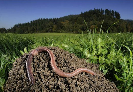 治好猪病，这个土里的蚯蚓不愧是土法良方！