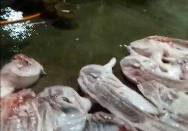 广东雷州生猪定点屠宰场被指脏乱差 污水横流苍蝇乱飞