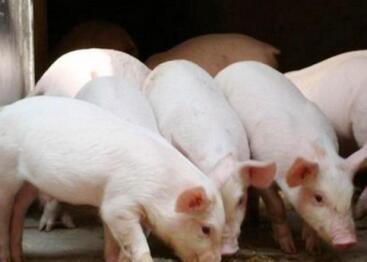 研究生毕业坚定信念回乡养猪创业 带贫困户脱贫致富