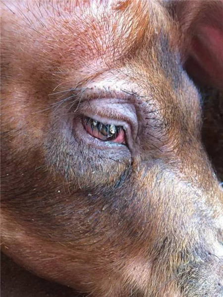 猪场常见的红眼病是什么原因？