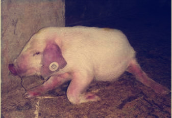 猪瘫痪是什么神经受损，如何鉴别诊断？