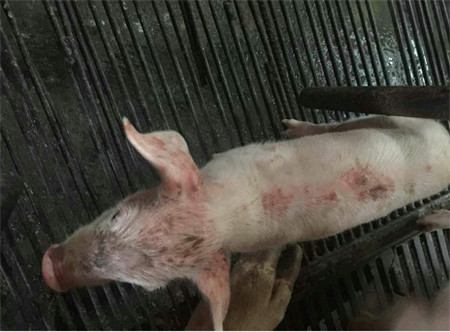 仔猪“体无完肤”？细节管理很重要啊！！！