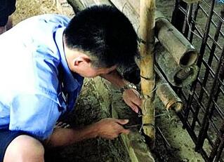 南海两猪棚暴雨中倒塌 几十头“二师兄”吓得嗷嗷大叫