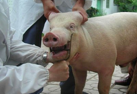 迅速诊断5类猪病，帮您获得更大利润