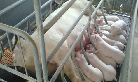 关于举办2017年首届“全国最美猪妈妈”评选活动的通知