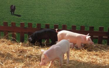 数量少、口感差：大家放心！进口猪肉难撼市场