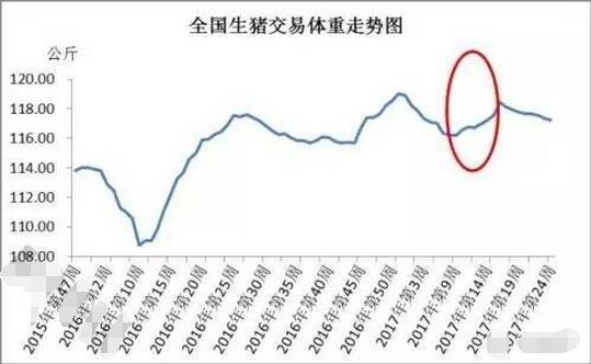 猪价下行周期的几个关键点，想要赚钱看过来！