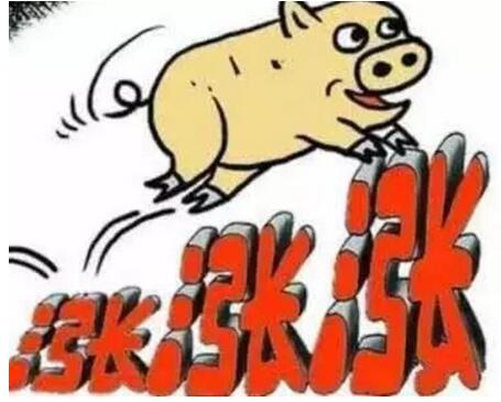 猪价迎来全国范围反弹，预计短期猪价持续小幅上涨！