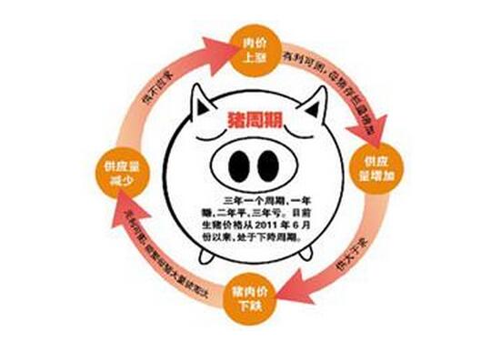 猪周期大起大落 养殖户苦不堪言 扬言要放弃养猪