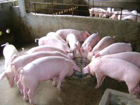 双核臭氧发生器可促进生猪养殖业发展