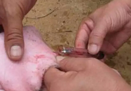 教你简易判断出各种猪病