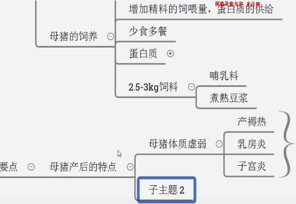 母猪产子后的饲养要点！加速母猪产后恢复！