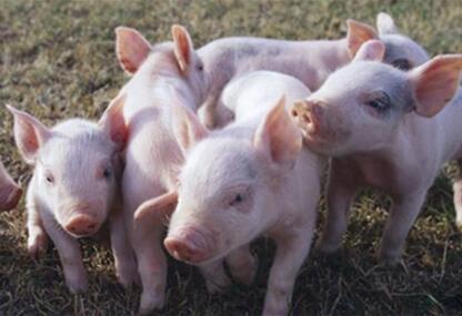 狠！福州要引进无人机对猪场进行严格监管