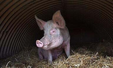 农业保险保费10年增长7倍 告别靠天吃饭和猪贱伤农