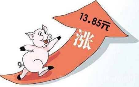 全国猪价本月再次迎来猛涨，涨至7元不再是梦