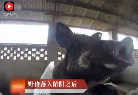 农村大哥对野山猪有绝招，用母猪来吸引，真是有头脑！