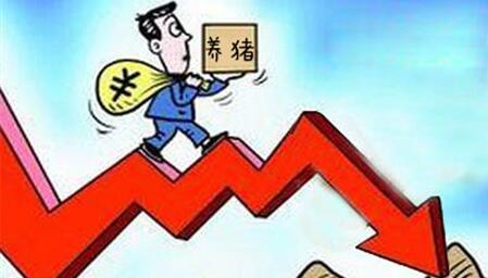 天公不作美：猪价在涨，南北猪价拉锯战已经开始