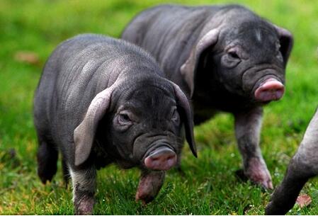 梅山猪（中型）遗传资源保种场成功摘得“国字号”称号