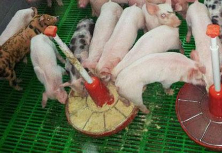 乳猪诱饲太困难，学会这几招，保管有用！