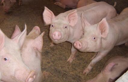 进口肉：5月份猪肉进口11.96万吨 同比下降27%