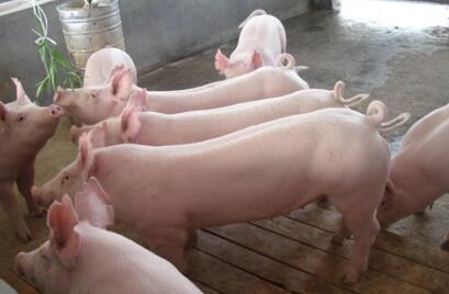 牛！别的地方拆猪场，这里养猪量却增长近1000万头！