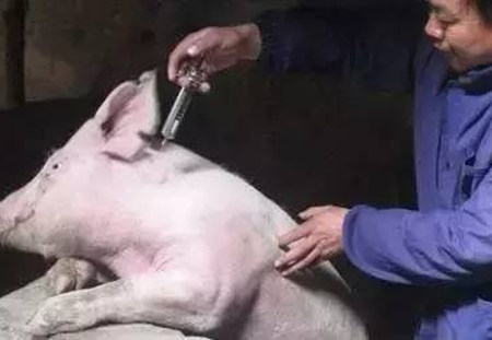 治疗猪病常犯的8个错误，最后一个你肯定也犯过！