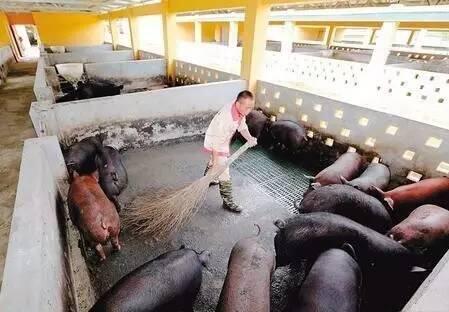猪场清洗消毒，你是不是也进入了这些误区
