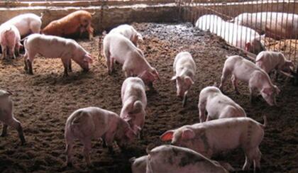 智能猪场成趋势？华北首个智能高效猪场在河北沧州投产