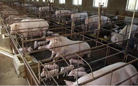 全国猪价涨跌风向标：四川成为养猪业猪价的副班长