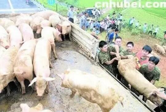 预计7月猪价整体呈震荡调整趋势 阶段性反弹概率大