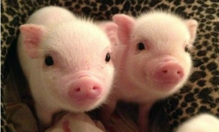 2017年7月1日(20至30公斤)仔猪价格行情走势