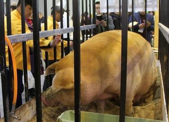 10月专家预测的玉米、豆粕暴涨能否出现？