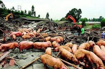 湖北、福建等地再遇关停潮，汪洋副总理讲话来得及时！