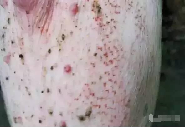 3招区分和治疗附红体、丹毒、圆环与蚊虫叮咬4种疾病