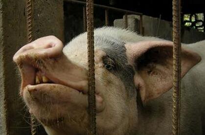 惊！河南南阳一人种植经济林 被邻居散养猪啃死获赔6万