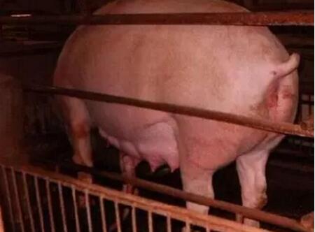 用激素鉴定母猪是否怀孕？不靠谱！