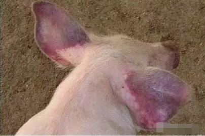 耳朵发紫，从这6种猪病分析
