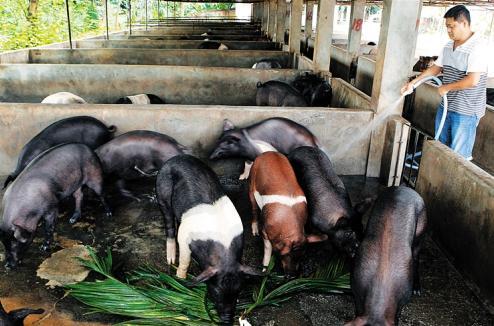巧用水来治疗猪病，简单省钱