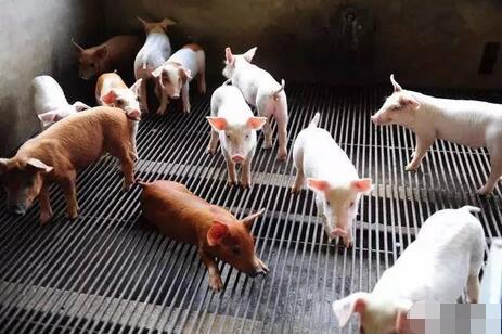 断奶仔猪蛋白质饲料的选择技巧 蛋白质饲料该如何选择