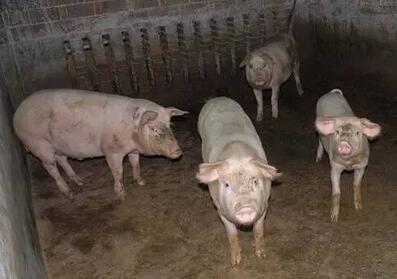 昆明：警方查获走私活体生猪979头 查获冻品266.87吨