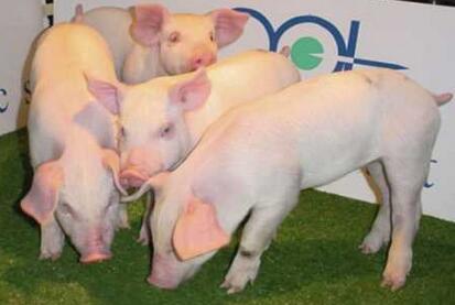 豆粕三季度释放库存 四季度上涨概率大但疯涨不现实