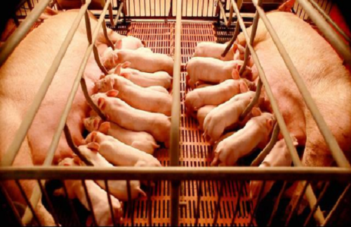 过早教槽和滥用教槽料是造成母猪断奶不发情的直接原因
