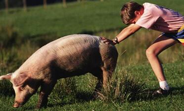 一只猪的用途有多大？你的生活早已离不开猪！